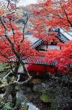 糖心vlog下载安装ios-探索糖心Vlog的iOS魅力，从下载到安装的轻松指南